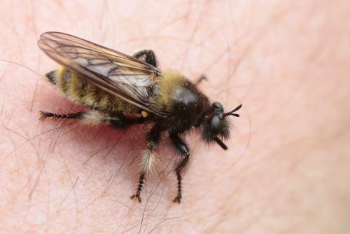 Laphria flava